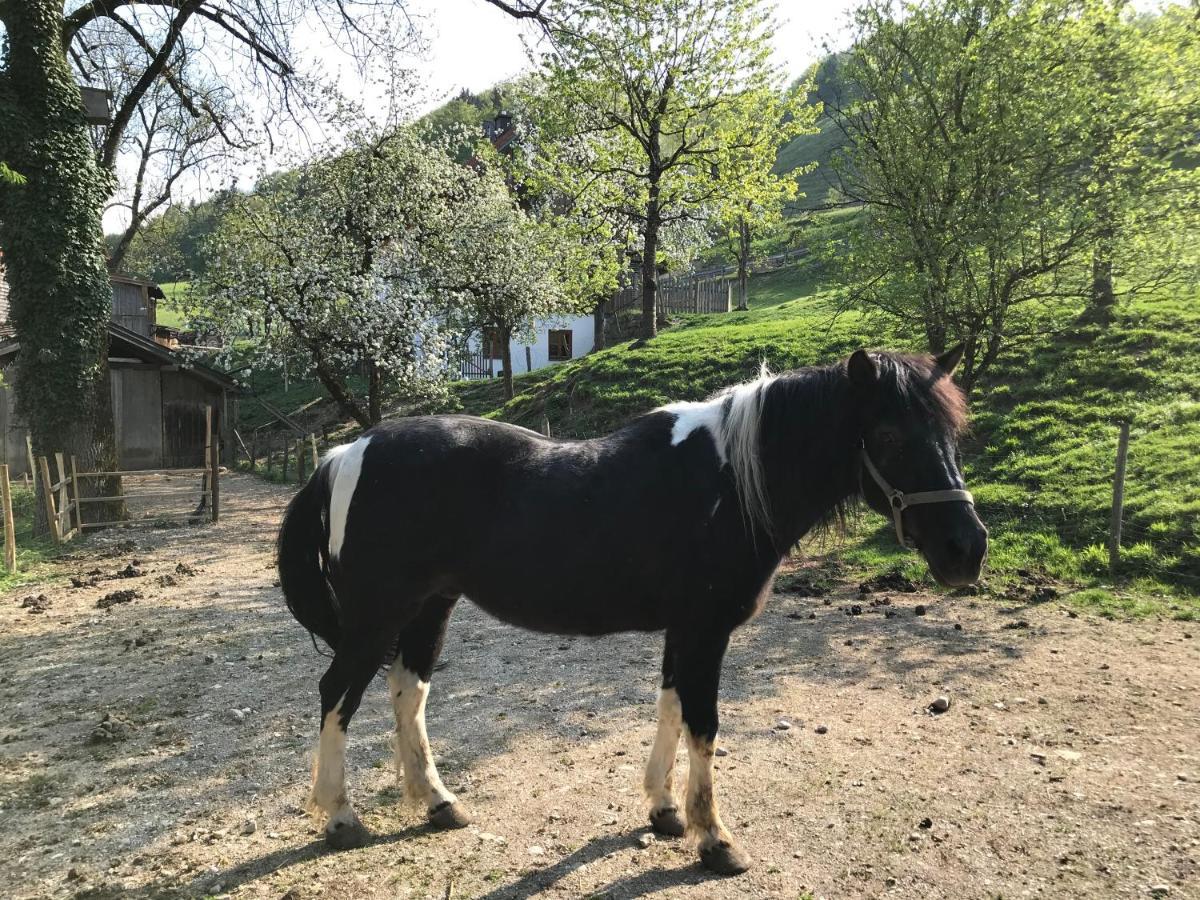 Pension Ober Siegsdorf Exteriér fotografie